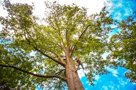 Reliable Hearne, TX  Tree Services Solutions