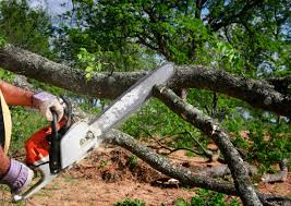 Best Arborist Consultation Services  in Hearne, TX