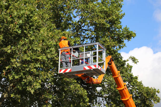 Best Tree Trimming and Pruning  in Hearne, TX