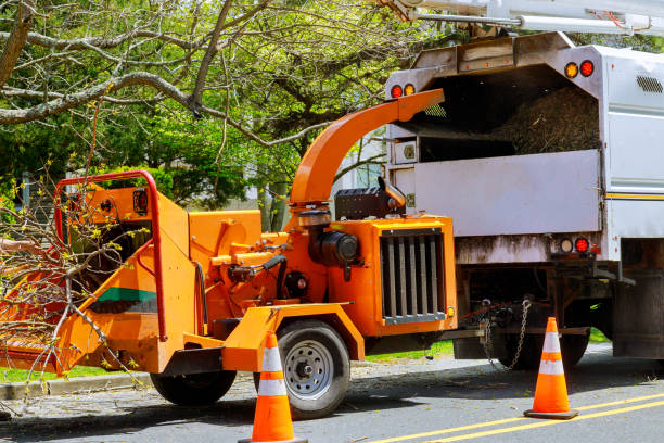 Best Tree Maintenance Programs  in Hearne, TX