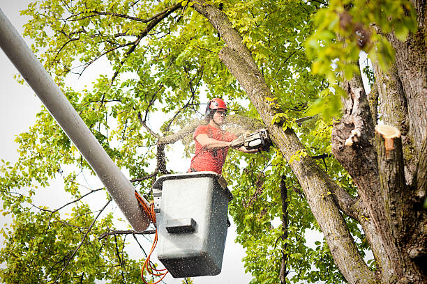 Why Choose Our Tree Removal Services in Hearne, TX?